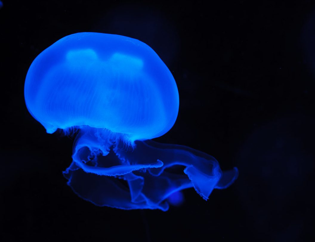 A blue moon jellyfish
